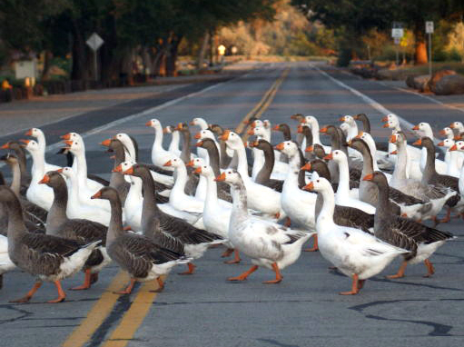 roadblock - geese crossing road