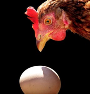 chicken standing over egg