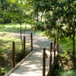 bridge in a lush green forest area